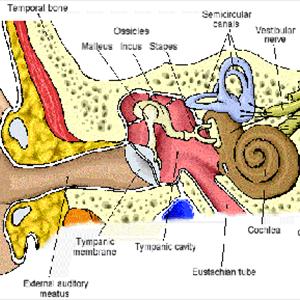 Diuretics And Tinnitus - Pulsing Tinnitus - Can You Handle It?