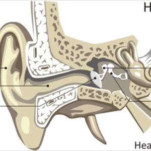 Information Tinnitus Emedicine - How To Cure Tinnitus - With The Help Of Natural Method