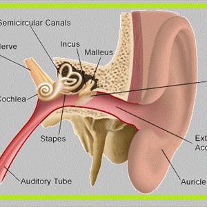  Tinnitus: When Do I Have To Act ?