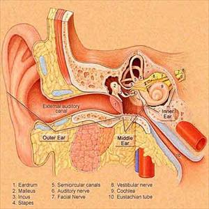 Tinnitus Kur 